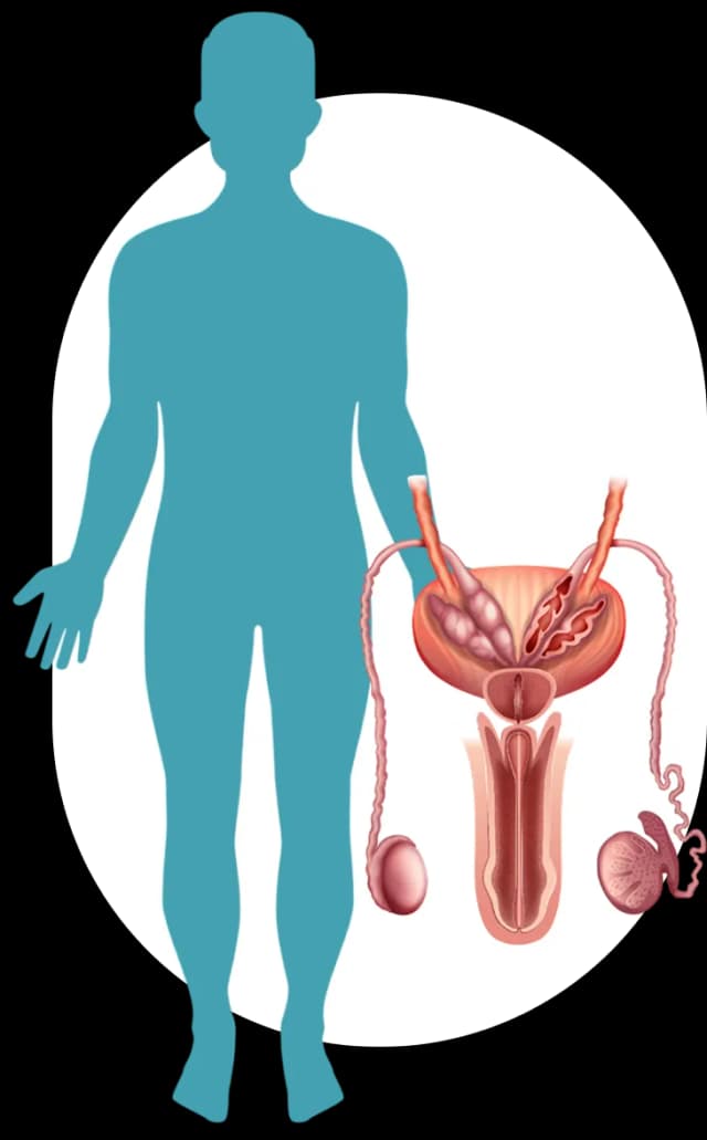 Male reproductive system