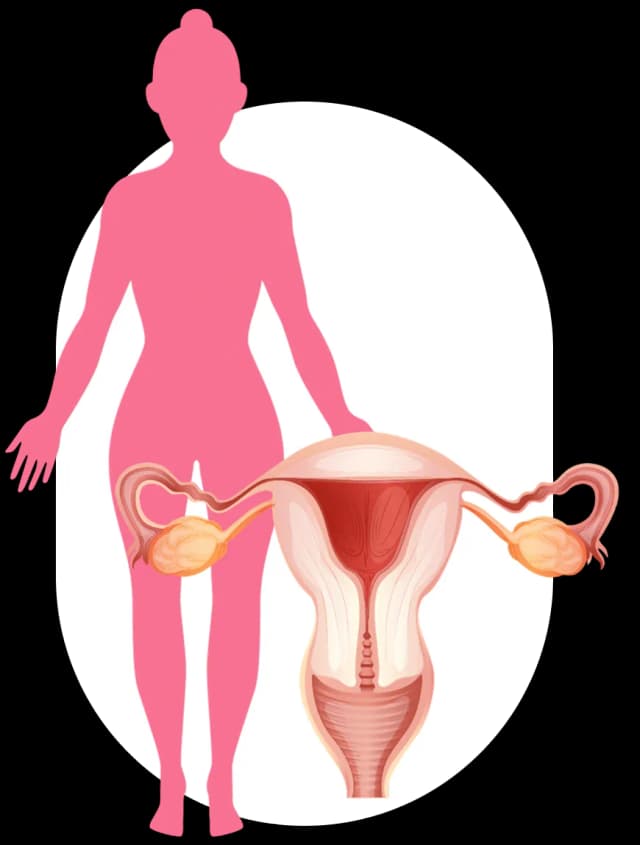Female reproductive system
